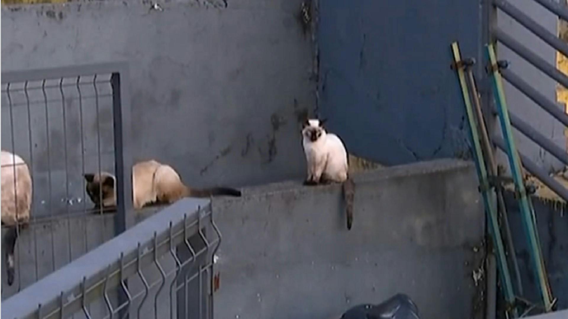 C'erano davvero 4 gatti, incredibile episodio in Santos - Botafogo (VIDEO)