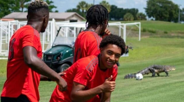 A crocodile signs up for toronto training in florida 800x445