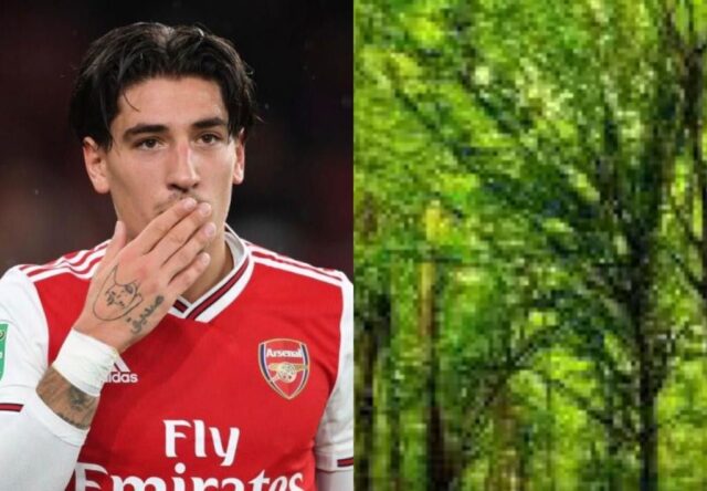 Bellerin alberi
