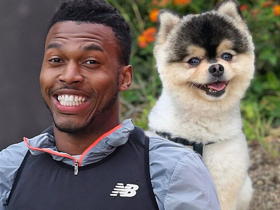 Cane di sturridge