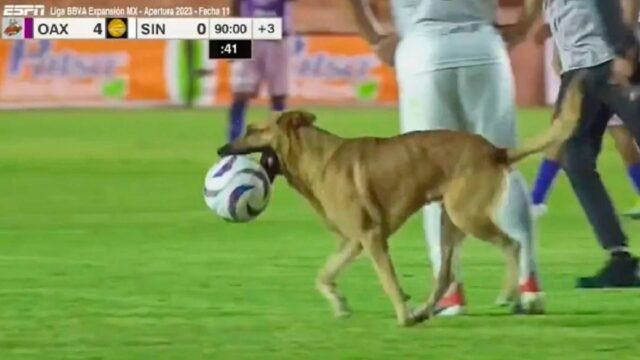Cane messico