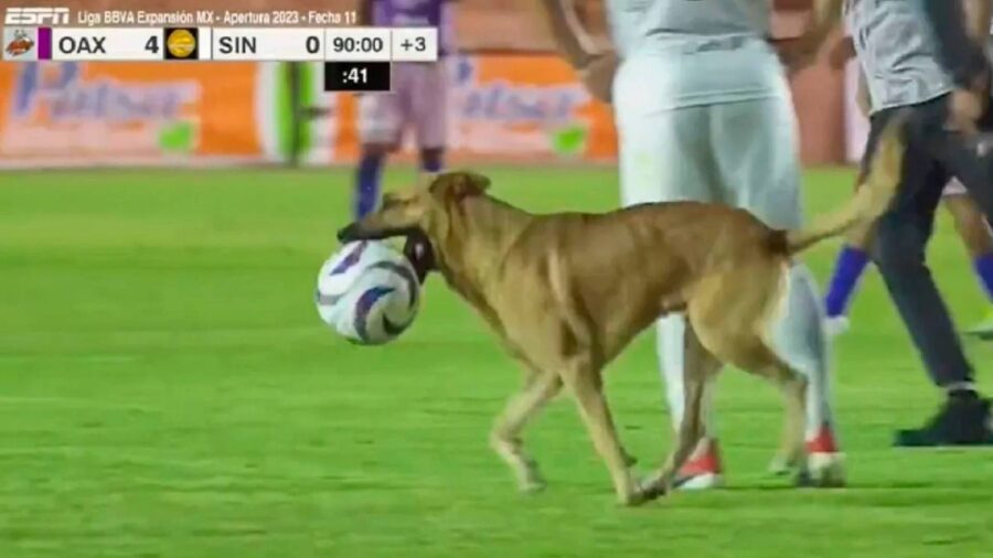 Cane messico