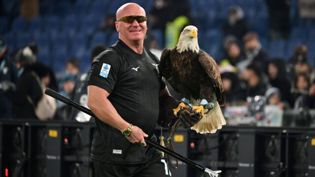 Falconiere laziojpg