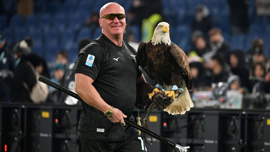 Falconiere laziojpg