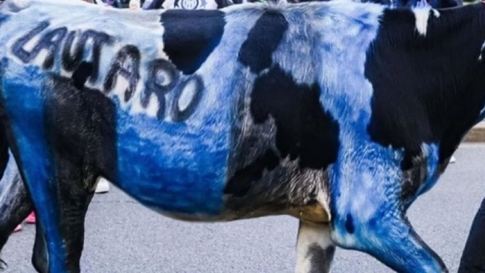 festa-scudetto-inter-mucca