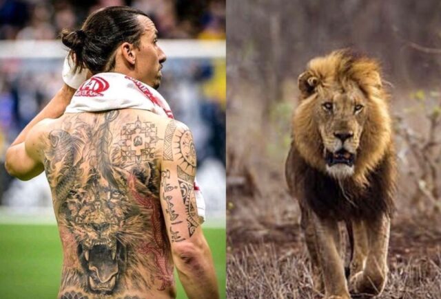Ibrahimovic leone