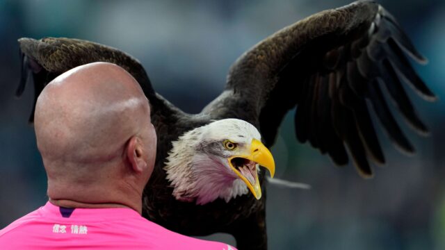 Mascotte of the ss lazio eagle olimpia with the head coach juan bernabe prior to serie a ss lazio v atalanta olimpico december 28 2024 rome italyjpg