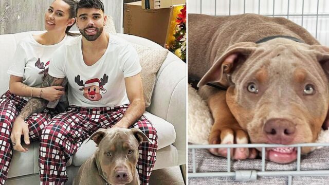 Raya arsenal cane