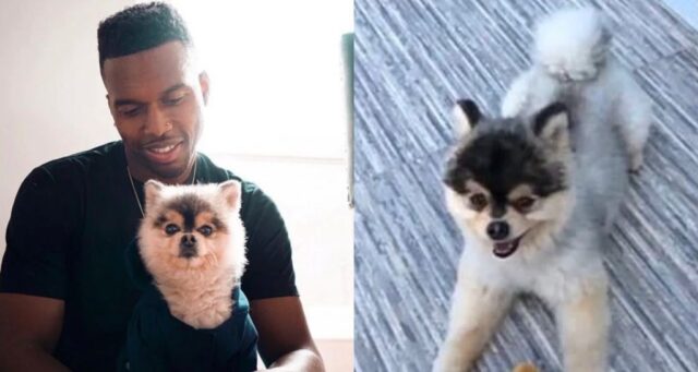 Sturridge cane