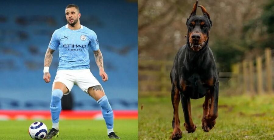 Walker doberman