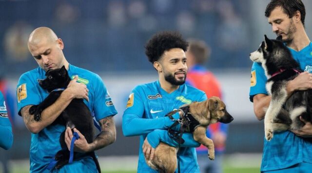 Zenit.cuccioli cani